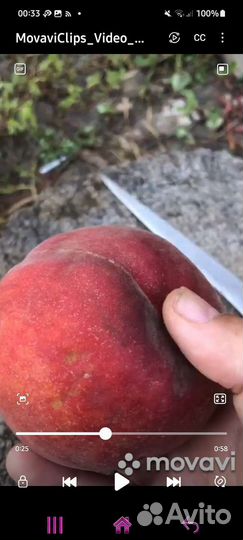 Саженцы Персика Роял Саммер