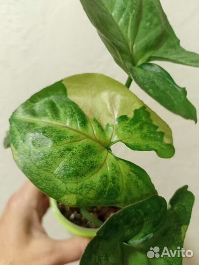 Сингониум Т 24