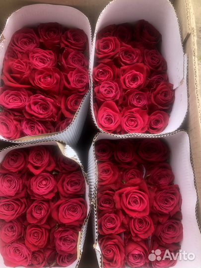 Цветы Розы оптом