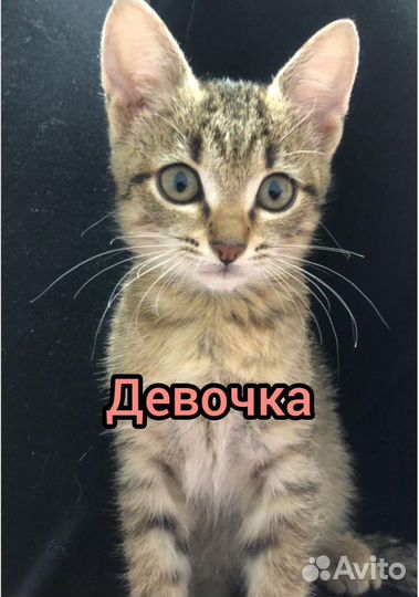 Котята в добрые руки бесплатно