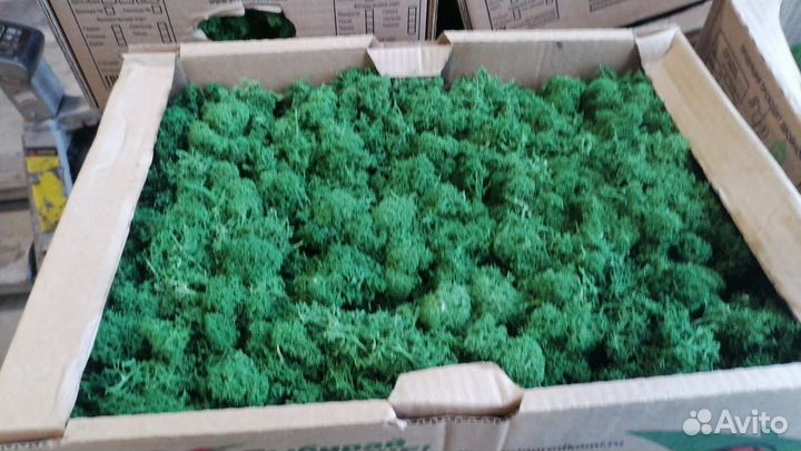 Стабилизированный мох