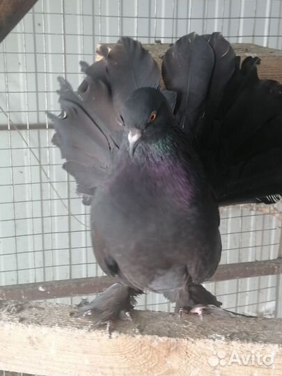 Голубь кинг