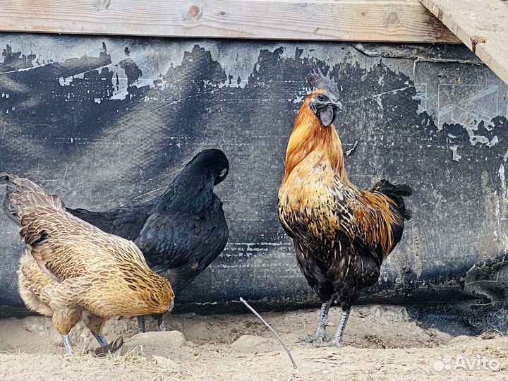 Ухейилюй, Лакеданзи