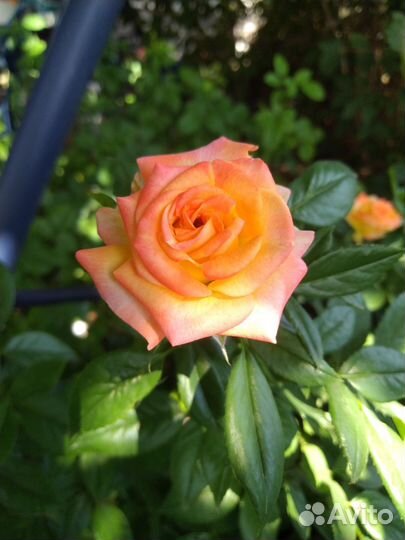 Кустовые розы