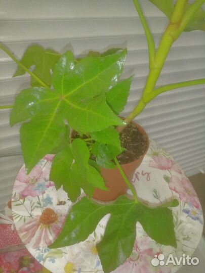 Большой комнатный цветок Фатсия