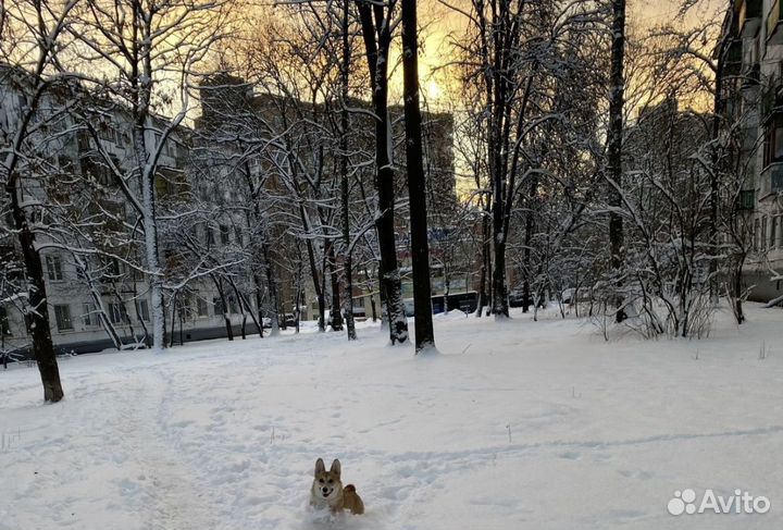 Девочка вельш корги пемброк