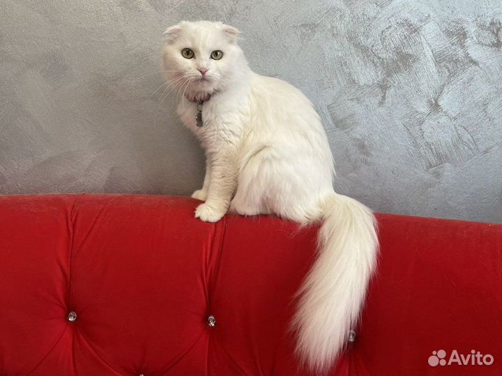 Вязка Шотландская вислоухая кошка белая