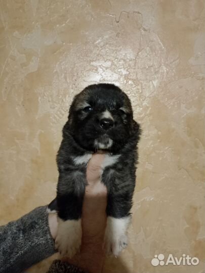 Среднеазиатская овчарка. Алабай