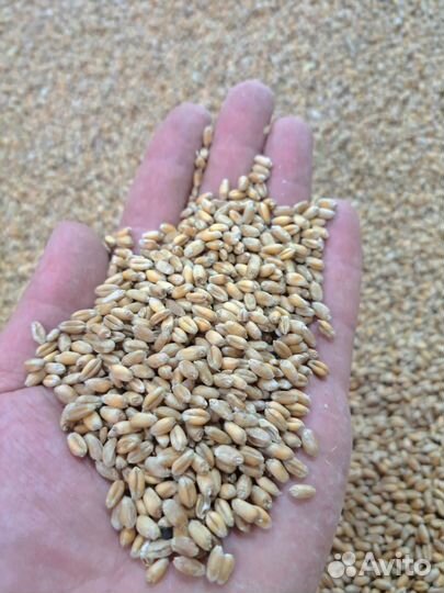 Ячмень, Пшеница, Кукуруза, Корма