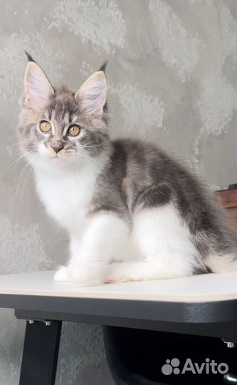 Мейн кун котята