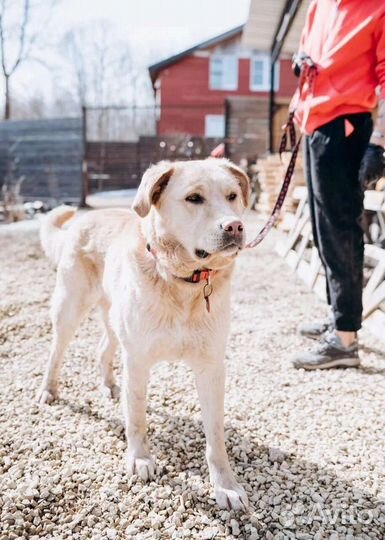 Ласковый Малыш