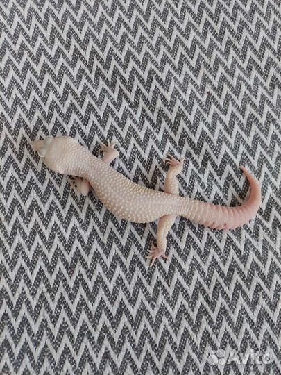 Продаю эублефаров