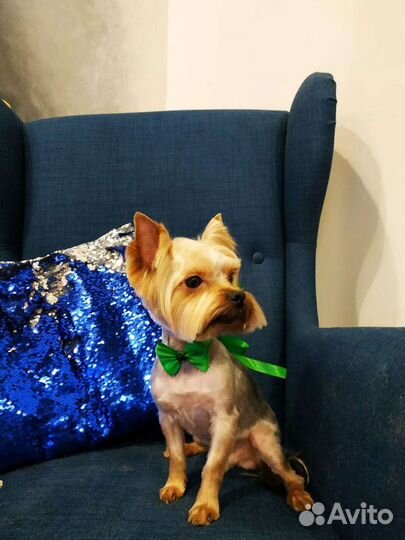 Молодой жених ищет невесту