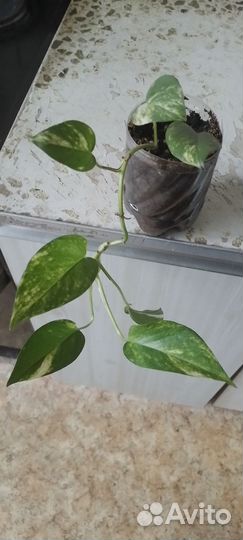 Сциндапсус золотистый,монстера манки,хойя