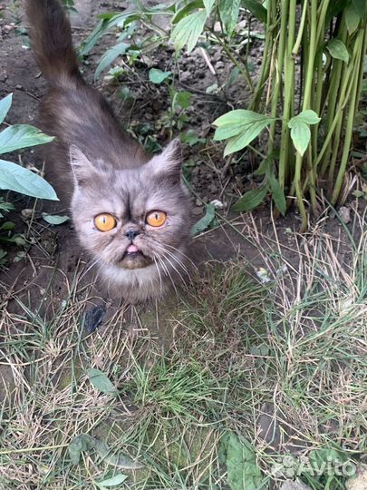 Персидские котята