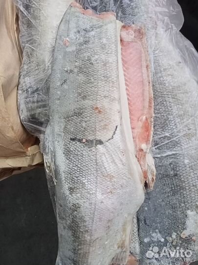 Кижуч/ Кета/ Горбуша