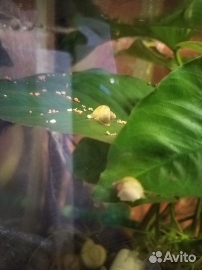 Улитки аквариумные ампулярии