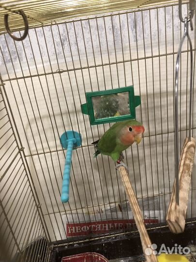 Птенец попугаев-неразлучников