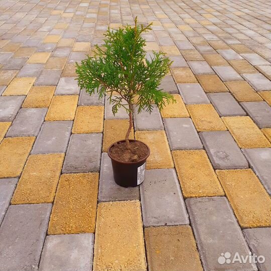 Туя Колумна 35см