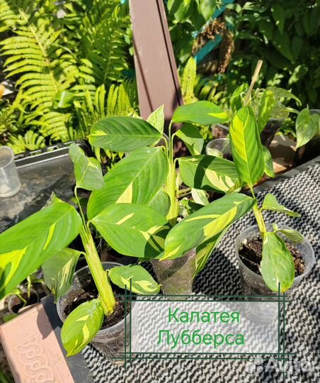 Сингониум imperial вайт, Калатея, эпипремнум марбл