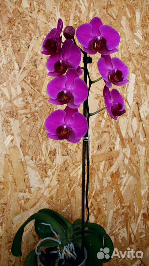 Орхидея фаленопсис пелорик-стандарт