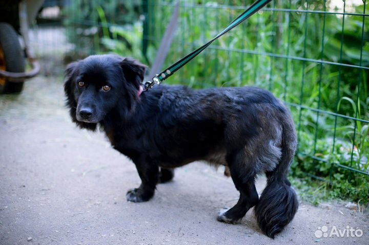 Умильнейший коротколап с задумчивым взором