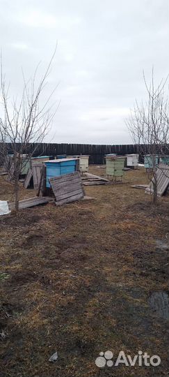 Пасека, ульи с пчёлами