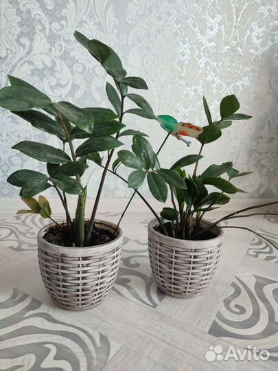 Замиокулькас. Долларовое дерево