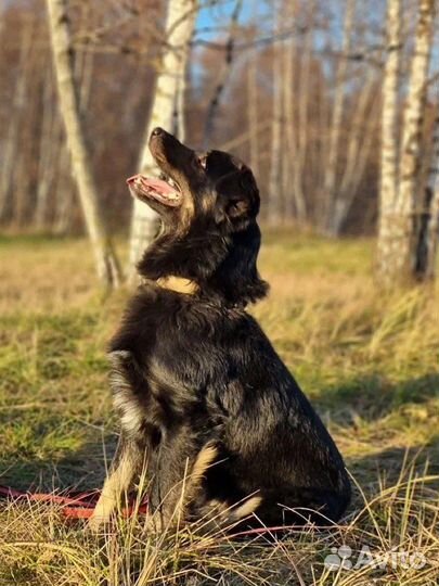 Добрый Микки из приюта ищет дом