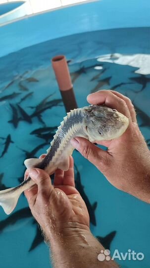 Царская рыба