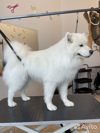 Стрижка собак и кошек выезд