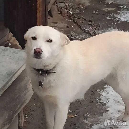 Собака в добрые руки