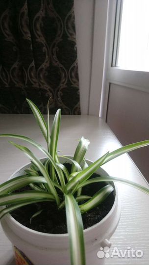 Хлорофитум хохлатый