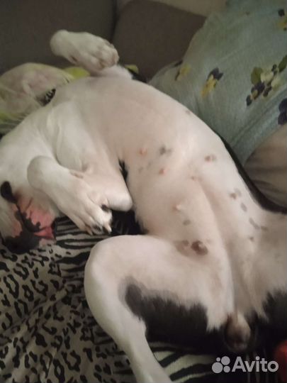 Гостиница для собак и кошек