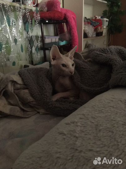 Канадский сфинкс девочка