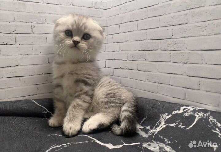 Британские котята