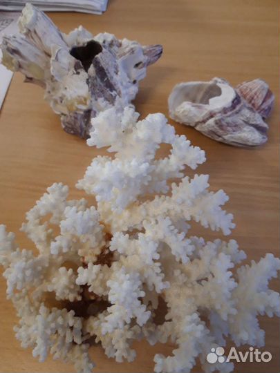 Корал.ветка,крупная.Пещеры/домики Индийс.океан