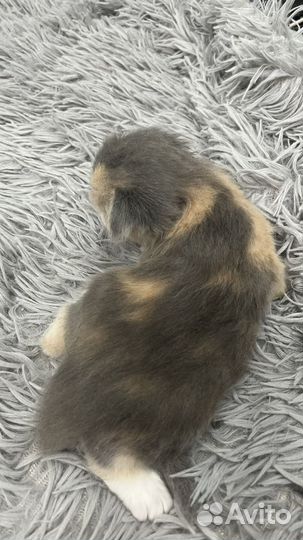 Вислоухие котята
