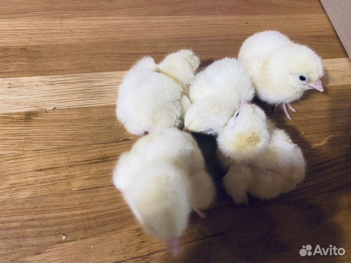 Цыплята бройлеры кобб 500