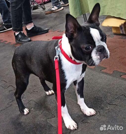 Французский бульдог