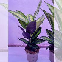 Калатея пинстрайп