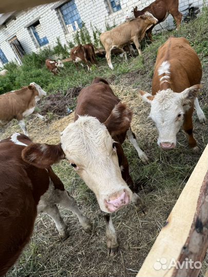 Телки герефорд