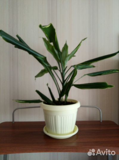 Драцена душистая