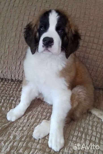 Щенки сенбернара