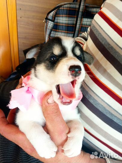 Щенки сибирской хаски