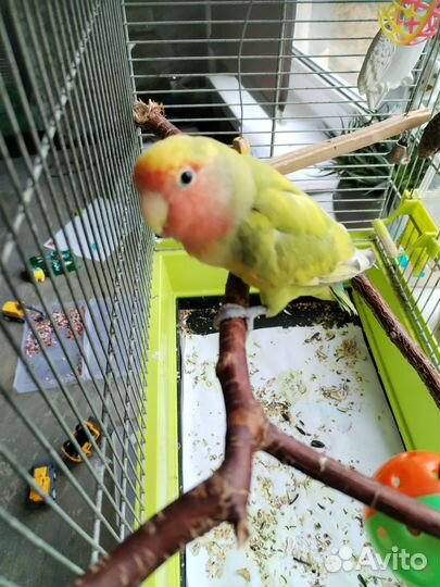 Попугай неразлучники