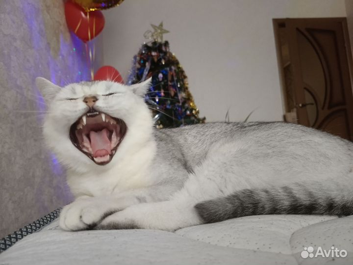 Кошка в дар