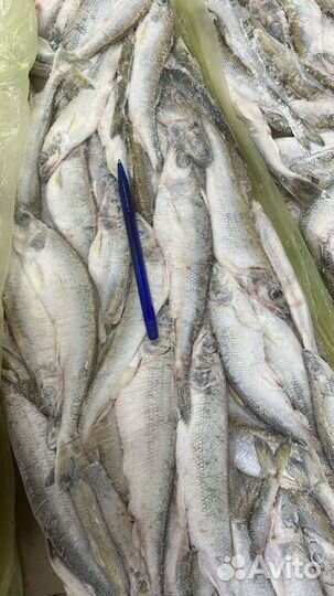 Корюшка зубатка. Размер 18+