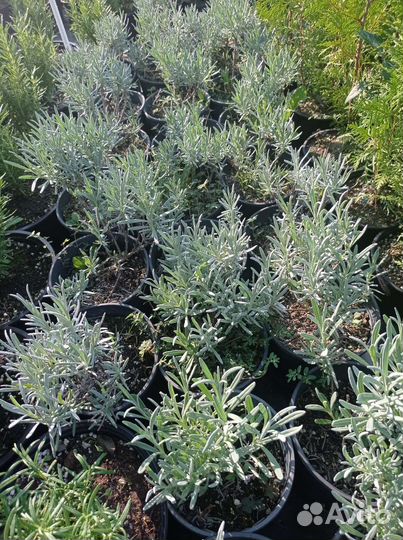 Лаванда широколиственная