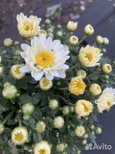 Хризантемы мультифлора